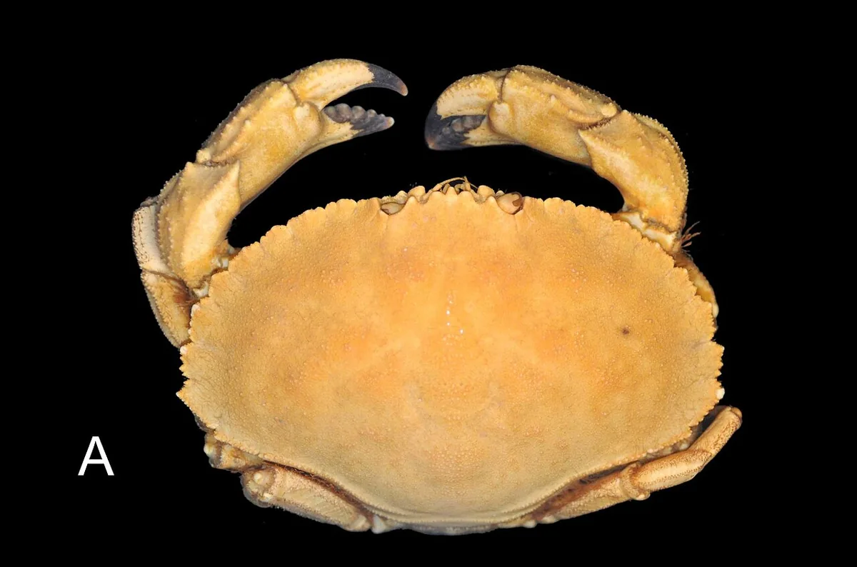 A Jonah crab (Cancer borealis)