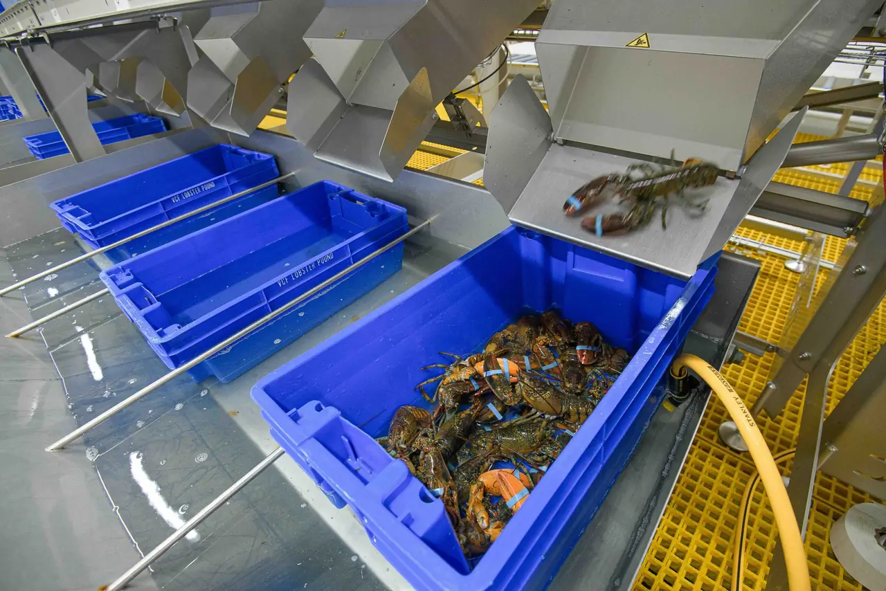 Workers grading freshly landed lobster on the Victoria Co-op line
