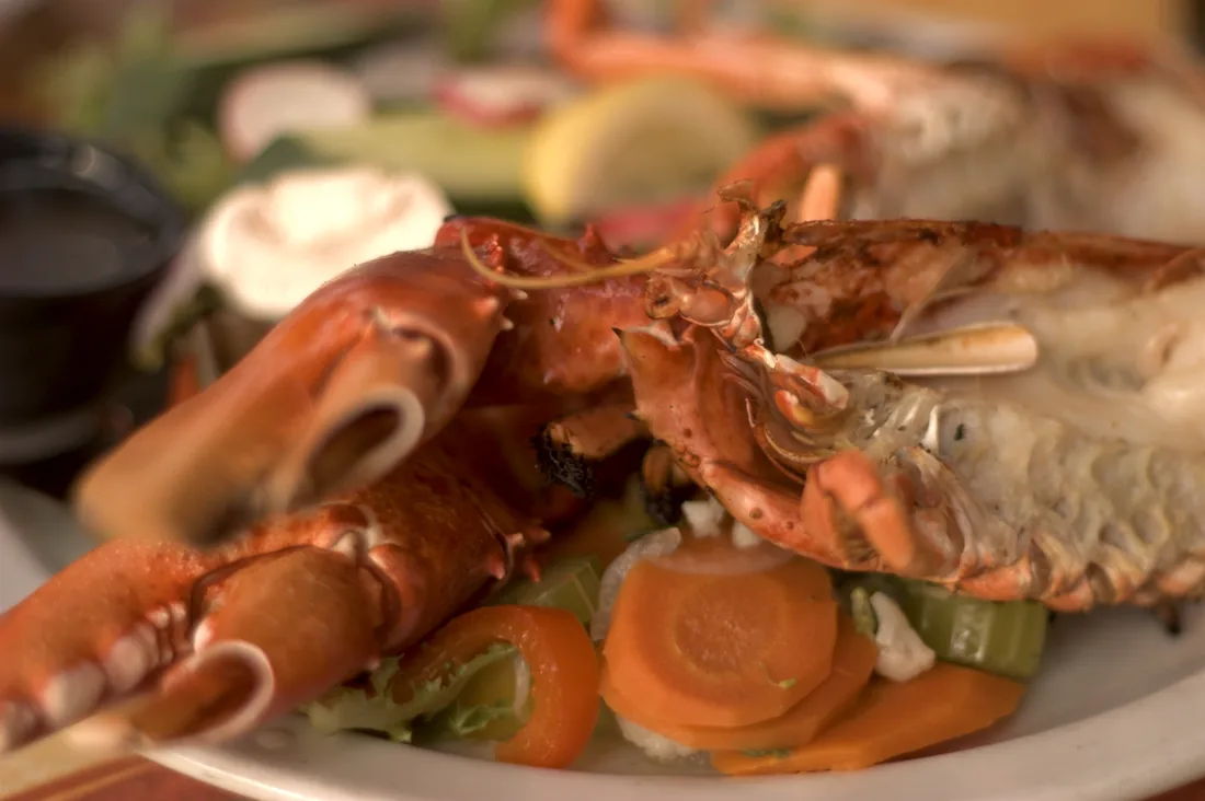 Cooked Atlantic lobster (Homarus americanus) on a plate