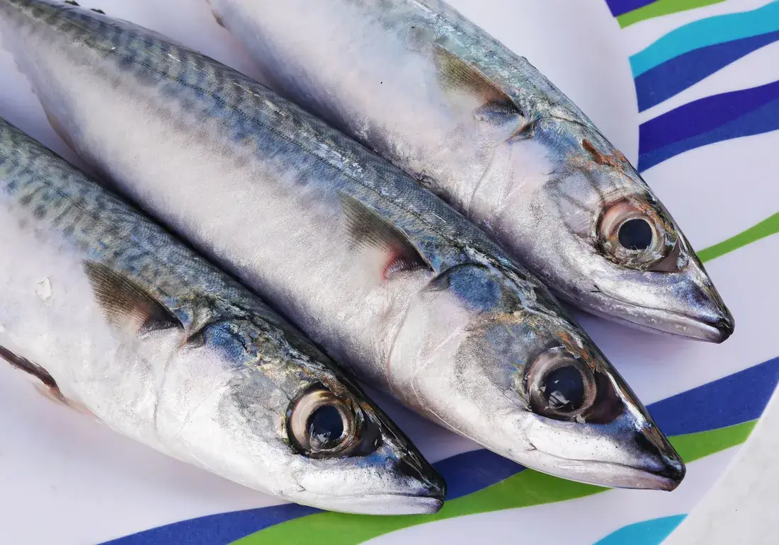 Whole Atlantic mackerel (Scomber scombrus)